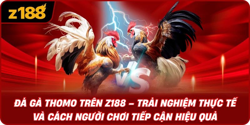 Đá Gà Thomo Trên Z188 – Trải Nghiệm Thực Tế Và Cách Người Chơi Tiếp Cận Hiệu Quả